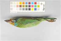五色鳥藏品圖，第6張